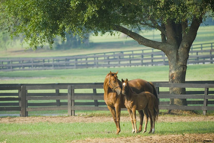 Bandera, TX - Beautiful Horse Mare and Foal in Green Farm Field With Fences Around