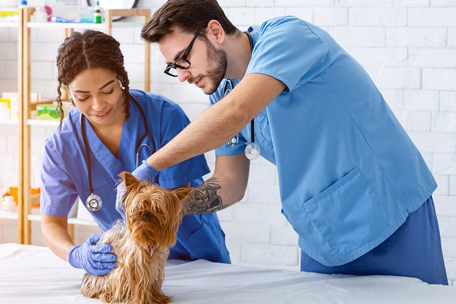 Specialized Business Insurance - Veterinary Health Care Team With Dog Patient