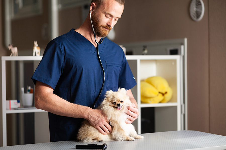 Veterinary Office Insurance - Veterinarian in Blue Scrubs Standing by a Table While Holding a Small Dog and Checking His Breathing With a Stethoscope